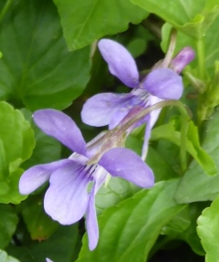 Early Dog Violet