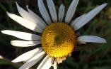 Ox-eye-daisy