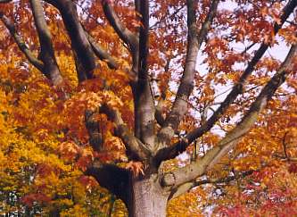 Tree at Loccum