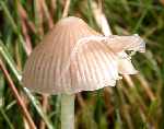 Mycena epipterygia - Yellow stemmed Mycena seen on fungus foray held based at Settle Methodist Church Hall