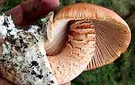 Amanita crocea found between Cleatop Park and Settle in 2000