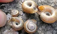 Heath Snail -  Helicella itala