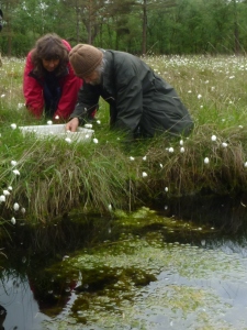 Austwick Moss