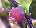 Bilberry -voted county flower for the Leeds  area (West Yorkshire)
