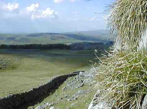 Sesleria caerulea