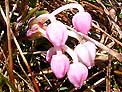 Bog Rosemary - now extinct in West Yorkshire county