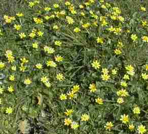 Langcliffe Celandines in April