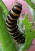 Cinnabar Moth - enlarged - at Lord's Pasture 5 Aug 2004