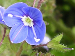 Germander speedwell - Long Preston Churchyard Mangagement Seminar.