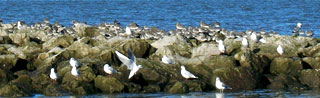 Gulls