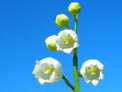 lily of the valley