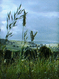 A different pasture in June 2000