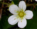 Mossy Saxifrage June 2004 at Malham Tarn Estate