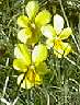 Mountain pansy