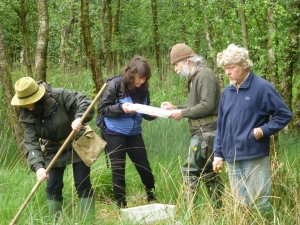 Austwick Moss