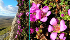 saxifraga oppositifolia