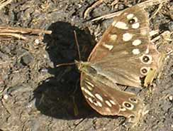 Speckled-Wood is spreading into Yorks from Lancs